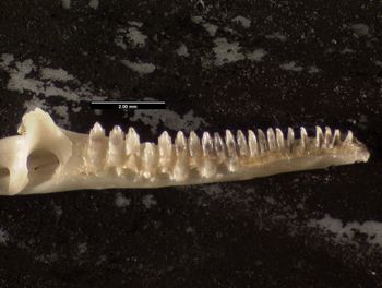 Media type: image;   Herpetology R-140032